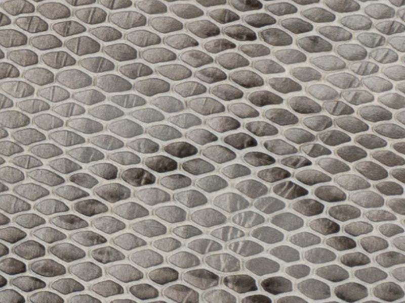Vipera